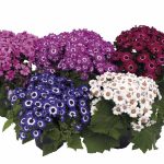 Seminte de flori Cineraria Excelsior