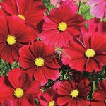Seminte de flori Cosmos Bipinnatus Sensation Dazzler