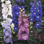 Seminte de flori Delphinium Crown Special Mixed