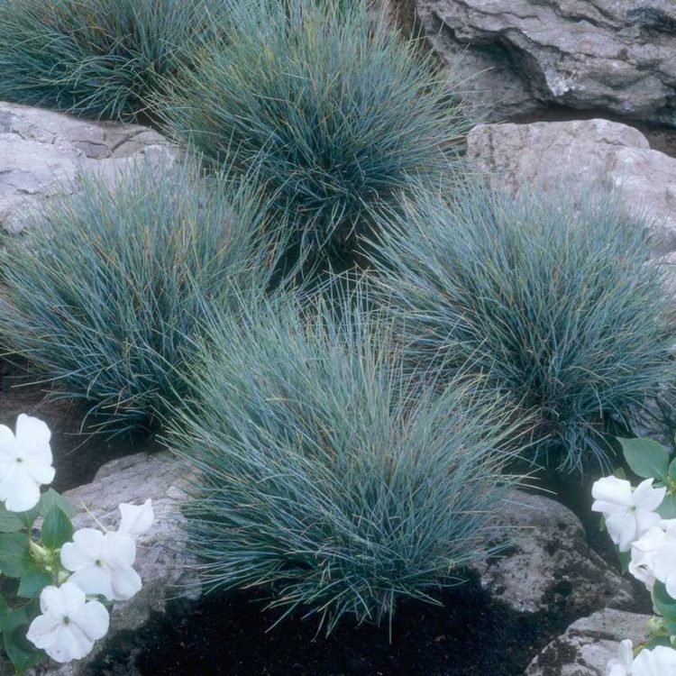 Seminte de Festuca Glauca