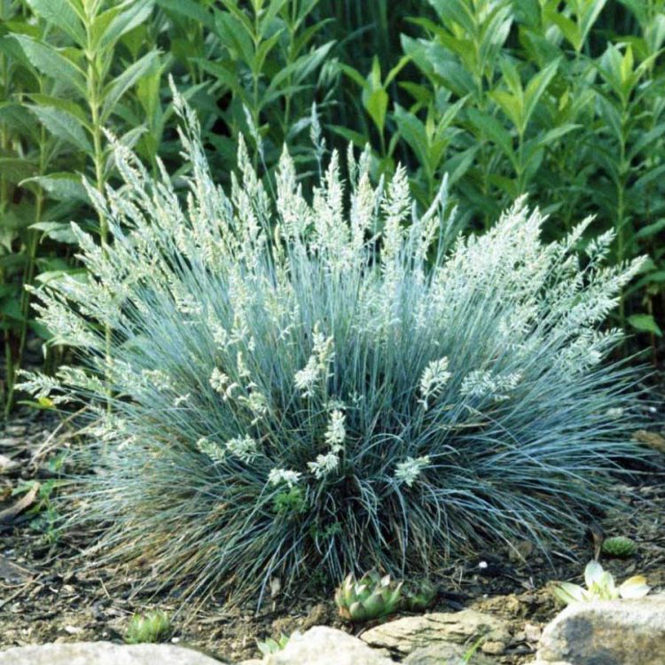 Seminte de flori Festuca Glauca