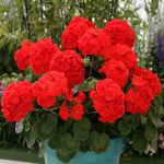 Seminte de flori Pelargonium Hortorum Landscaper F1 Red