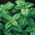 Seminte de plante aromatice Basil Classic Italian - Busuioc Italian