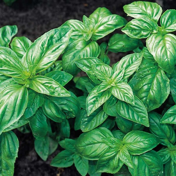 Seminte de plante aromatice Basil Classic Italian - Busuioc Italian