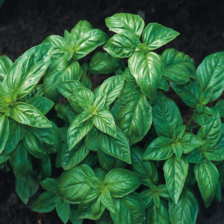 Seminte de plante aromatice Basil Classic Italian - Busuioc Italian