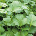 Seminte de plante aromatice Coriander - Coriandru, Piper Alb