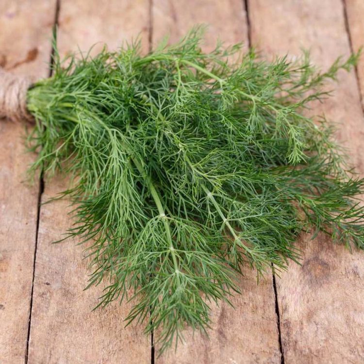 Seminte de plante aromatice Dill - Marar