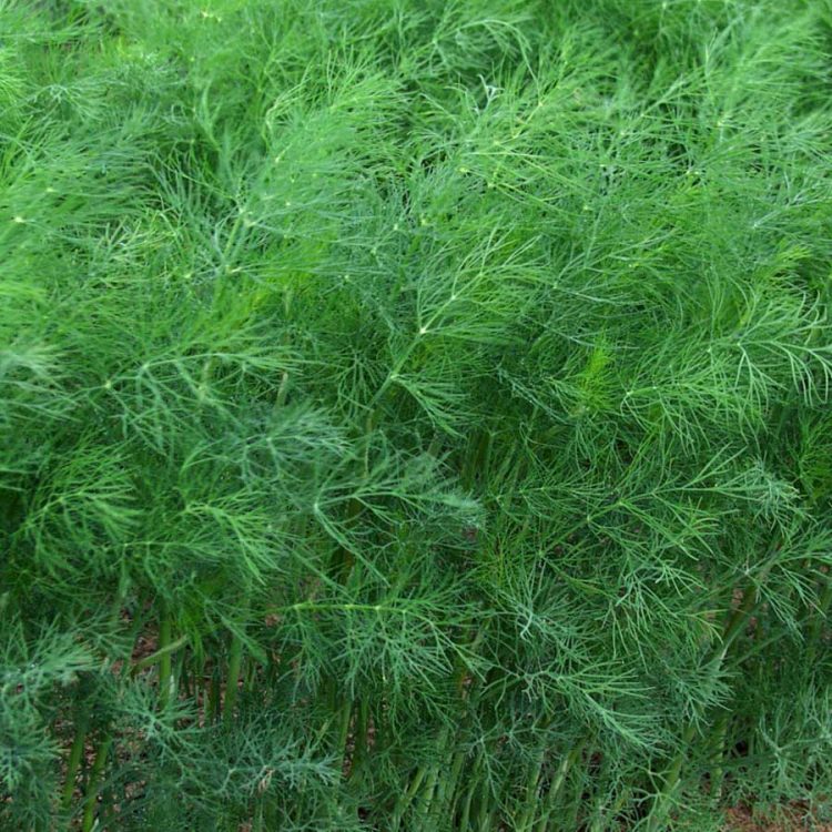 Seminte de plante aromatice Dill - Marar