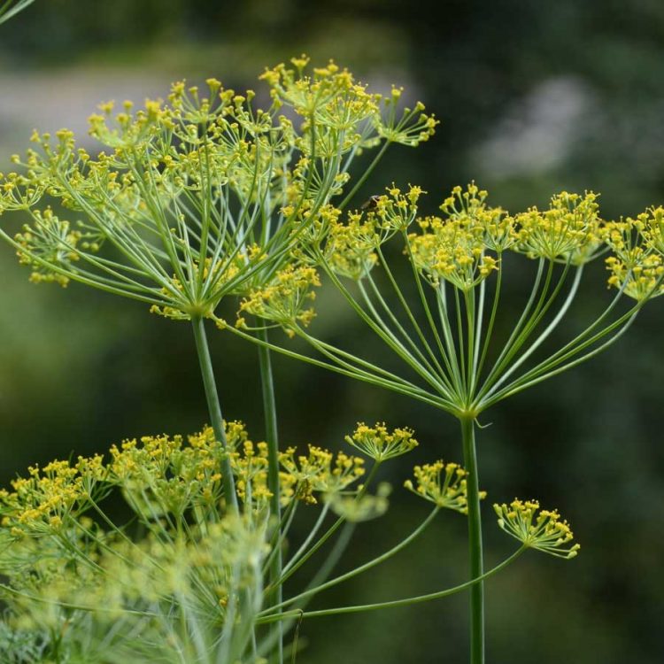 Seminte de plante aromatice Dill - Marar