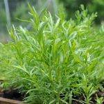 Seminte de plante aromatice Tarragon Russian - Tarhon Rusesc