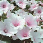 Seminte de flori Lavatera Dwarf Pink Blush