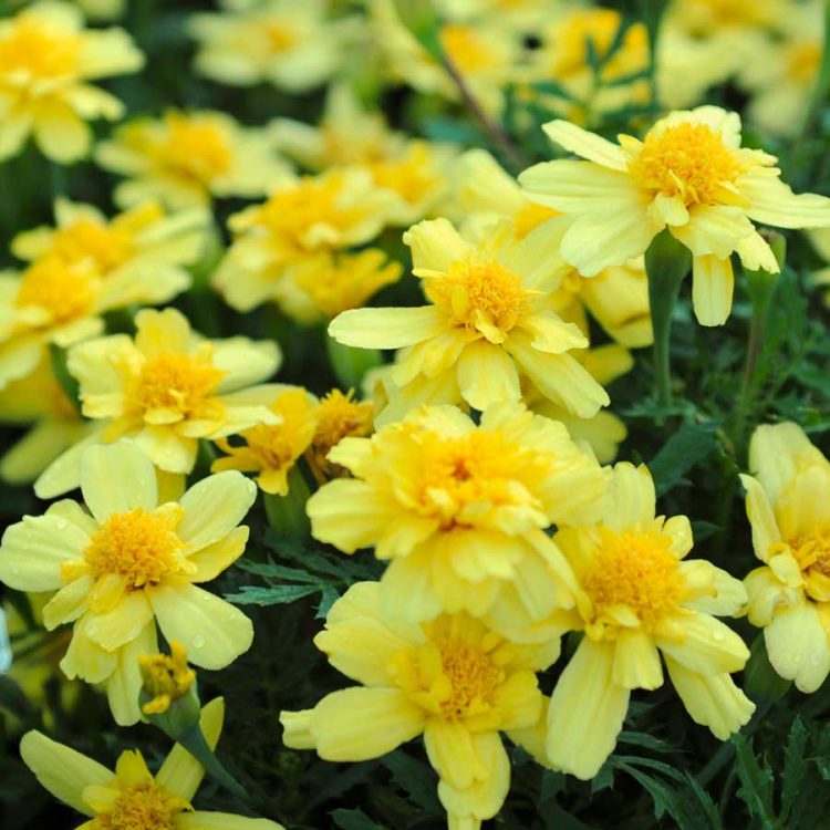Seminte de flori Tagetes Patula Alumia Vanilla Cream