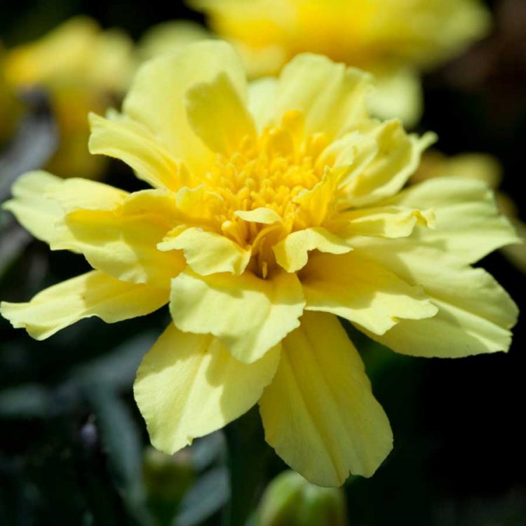 Seminte de flori Tagetes Patula Alumia Vanilla Cream