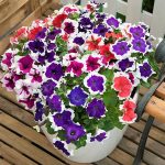 Seminte de flori Petunia Hula Hoop Series Mixed F1