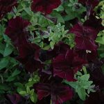 Seminte de flori Petunia Sophistica Blackberry F1