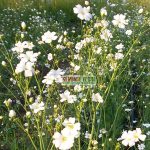 Seminte de flori Gypsophila Paniculata
