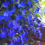 Seminte de flori Lobelia Cobalt Blue