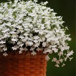 Seminte de flori Lobelia White Lady