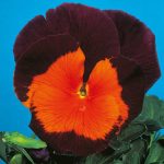 Seminte de flori Pansy Jolly Joker F2