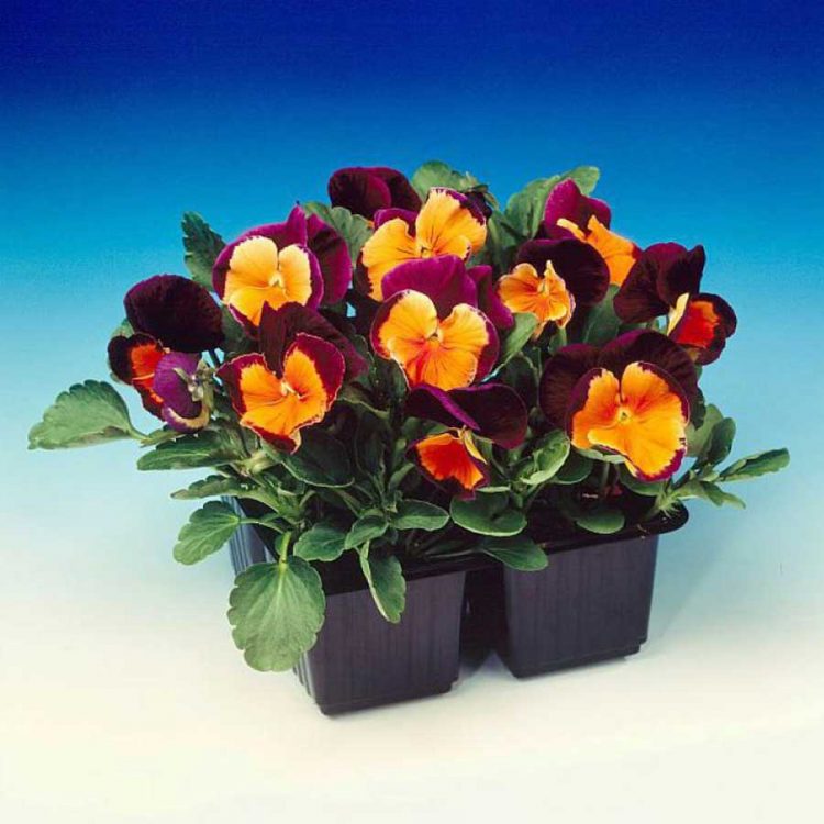 Seminte de flori Pansy Jolly Joker F2