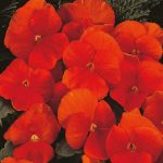 Seminte de flori Pansy Padparadja F2