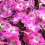 Seminte de flori Petunia Merlin Series Pink F1
