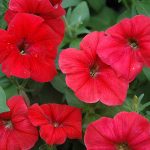 Seminte de flori Petunia Merlin Series Red F1