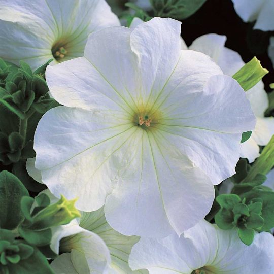 Seminte de flori Petunia Merlin Series White F1