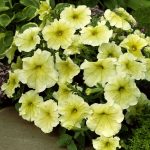 Seminte de flori Petunia Prism Sunshine F1