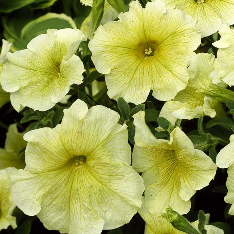 Seminte de flori Petunia Prism Sunshine F1