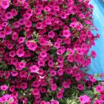 Seminte de flori Petunia Purple Velvet F1