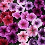 Seminte de flori Petunia Reflection Mixed F1