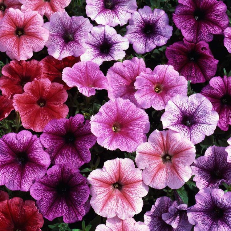 Seminte de flori Petunia Reflection Mixed F1