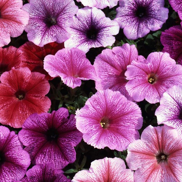 Seminte de flori Petunia Reflection Mixed F1
