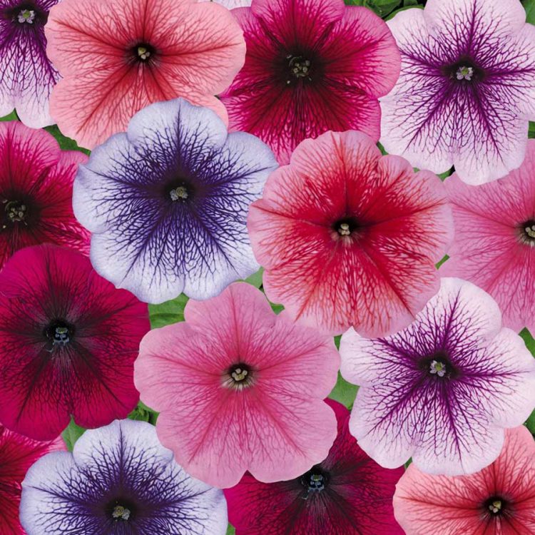 Seminte de flori Petunia Reflection Mixed F1