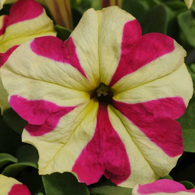 Seminte de flori Petunia Sophistica Lime Bicolour F1