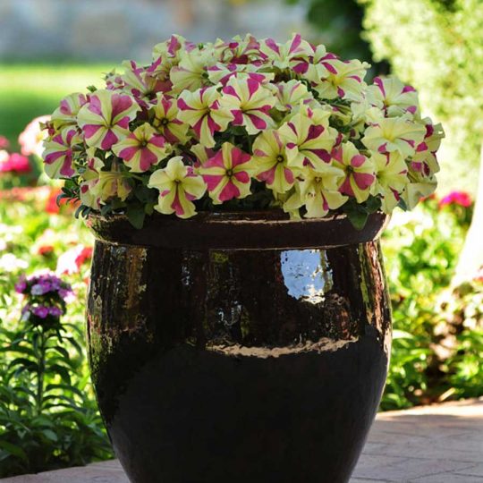 Seminte de flori Petunia Sophistica Lime Bicolour F1