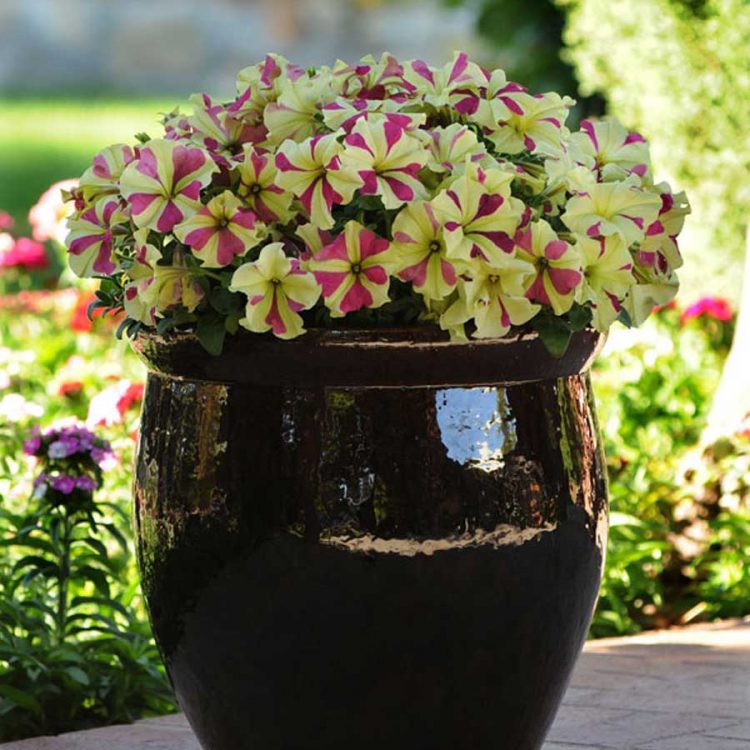 Seminte de flori Petunia Sophistica Lime Bicolour F1