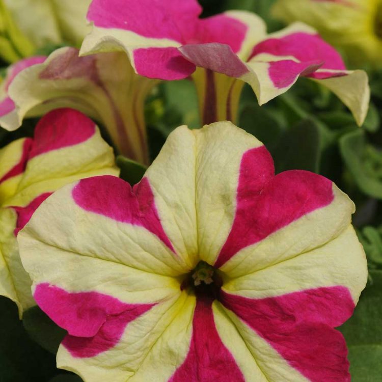 Seminte de flori Petunia Sophistica Lime Bicolour F1