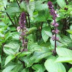 Seminte de plante aromatice Basil Cinnamon - Busuioc cu Aroma de Scortisoara