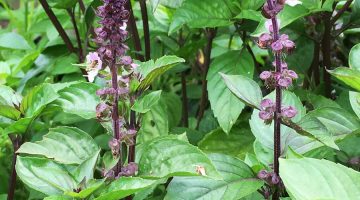 Seminte de plante aromatice Basil Cinnamon - Busuioc cu Aroma de Scortisoara