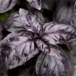 Seminte de plante aromatice Basil Dark Opal - Busuioc Rosu