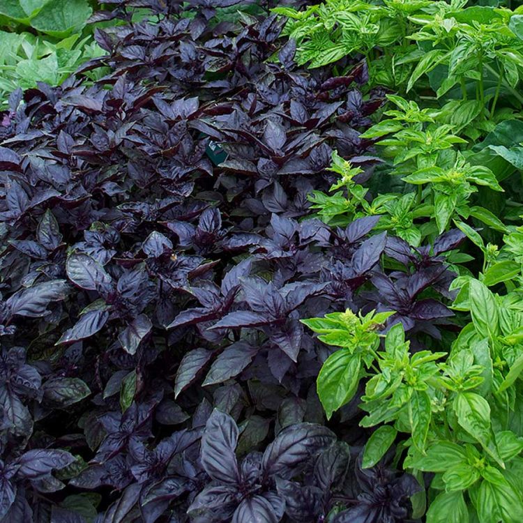 Seminte de plante aromatice Basil Dark Opal - Busuioc Rosu