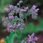 Seminte de plante aromatice Borage - Borago Officinalis