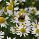 Seminte de plante medicinale Chamomile - Matricaria Recutita