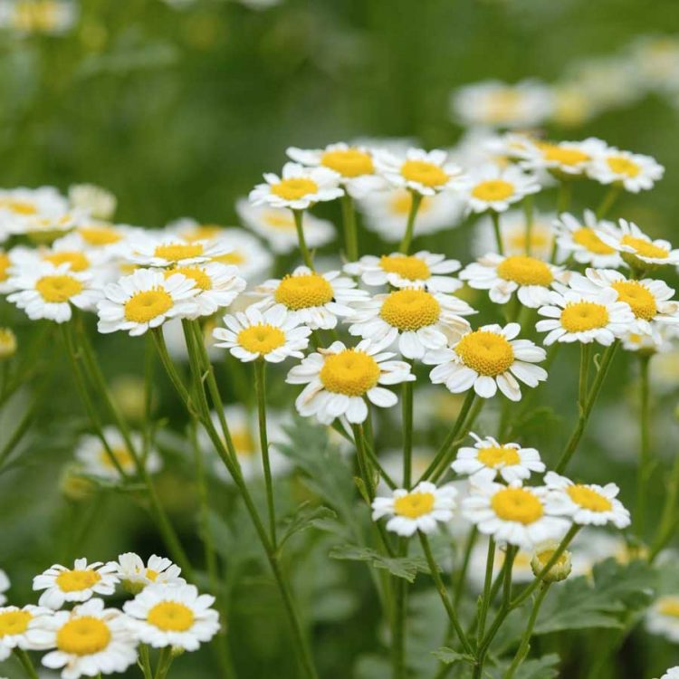 Seminte de plante medicinale Chamomile - Matricaria Recutita