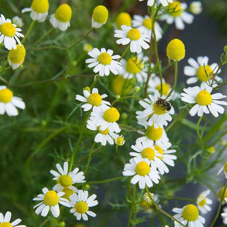 Seminte de plante medicinale Chamomile - Matricaria Recutita