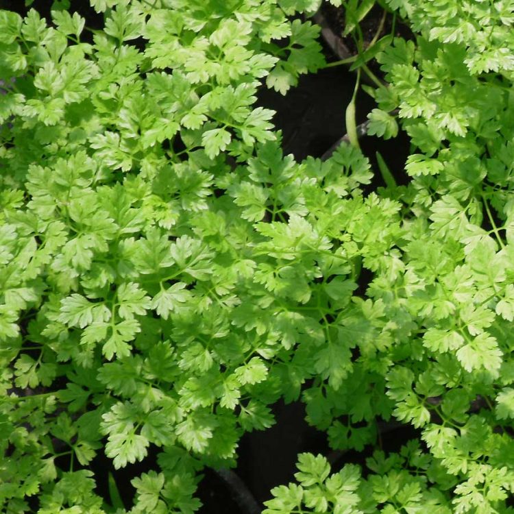 Seminte de plante medicinale Chervil Organic - Anthriscus Cirefolium