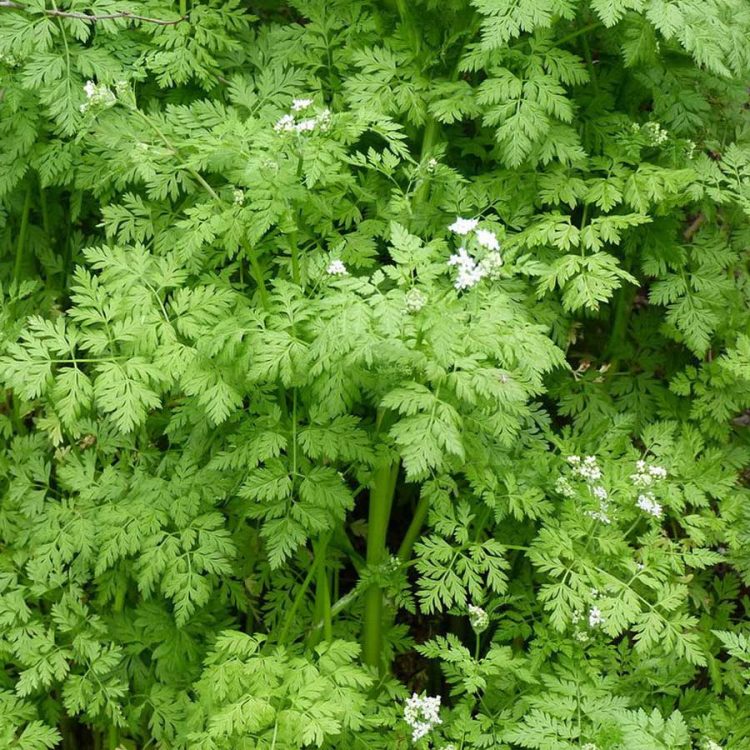 Seminte de plante medicinale Chervil Organic - Anthriscus Cirefolium