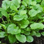 Seminte de plante aromatice Cress Land - American
